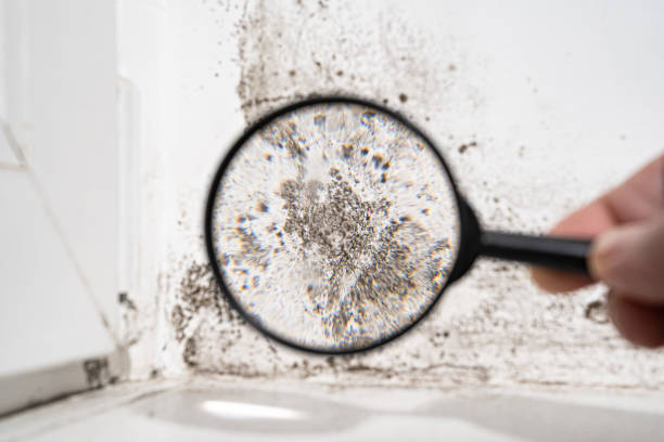 Best Emergency Mold Remediation in Humboldt, KS